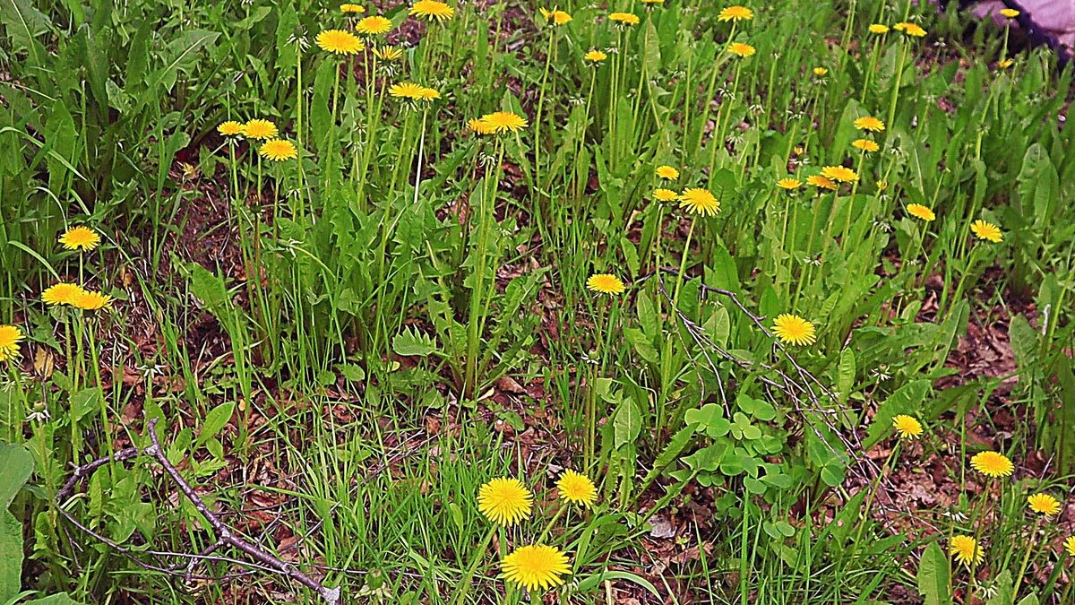 Июнь...Одуванчиковая  полянка! - Владимир 