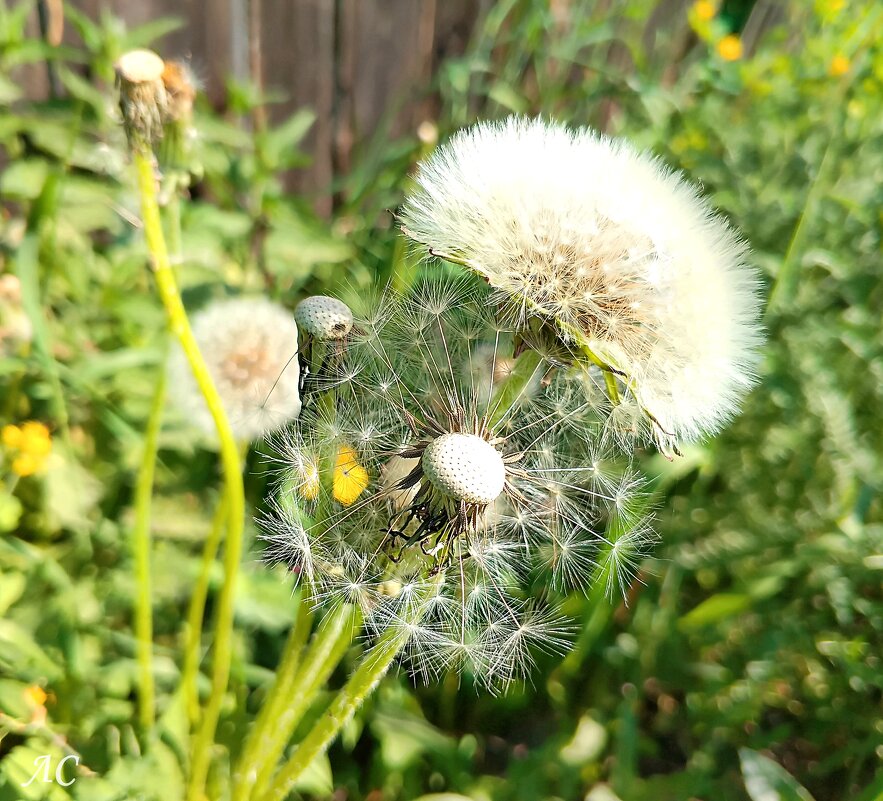 У каждого возраста своя красота... - Любовь Сахарова