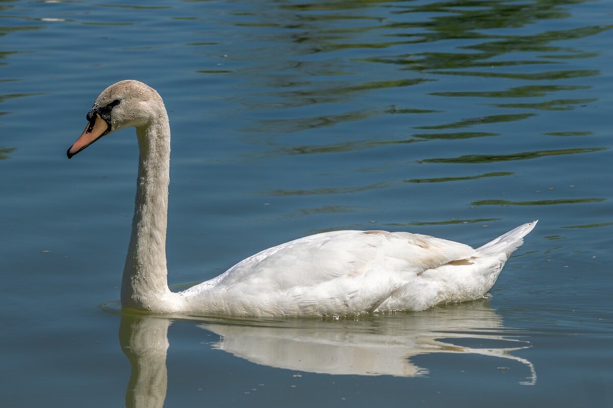Лебедь - Игорь Сикорский
