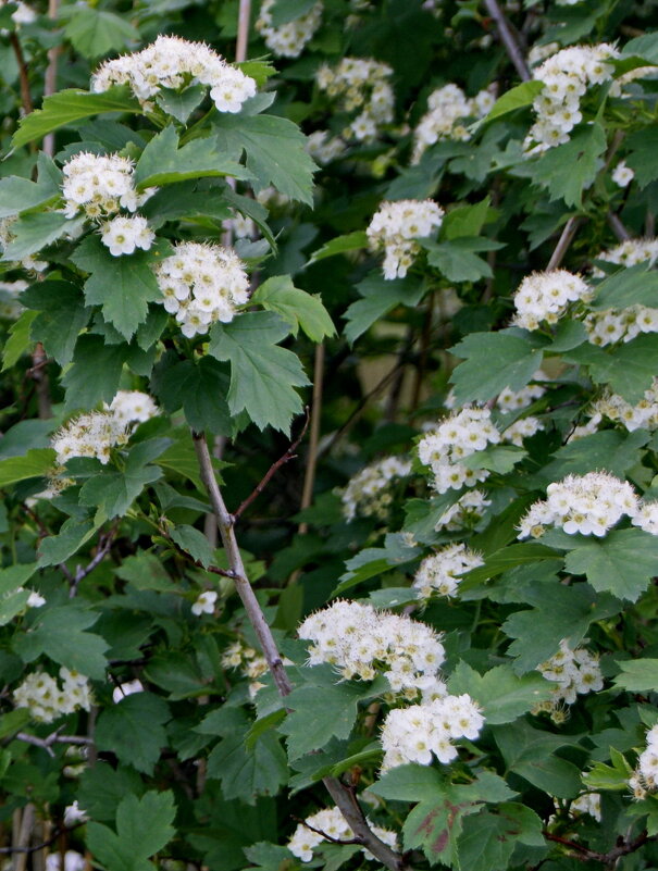 Соцветия боярышника. - сергей ермошкин