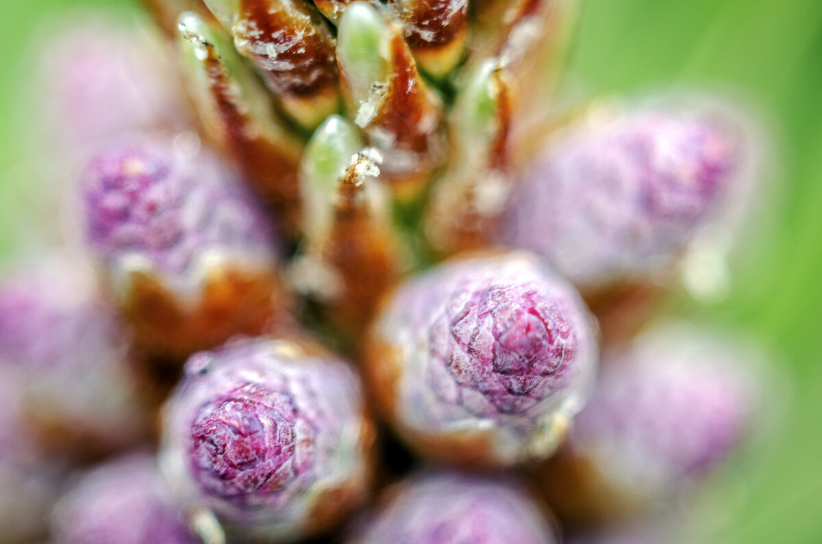 Коконы - Андрей Щетинин