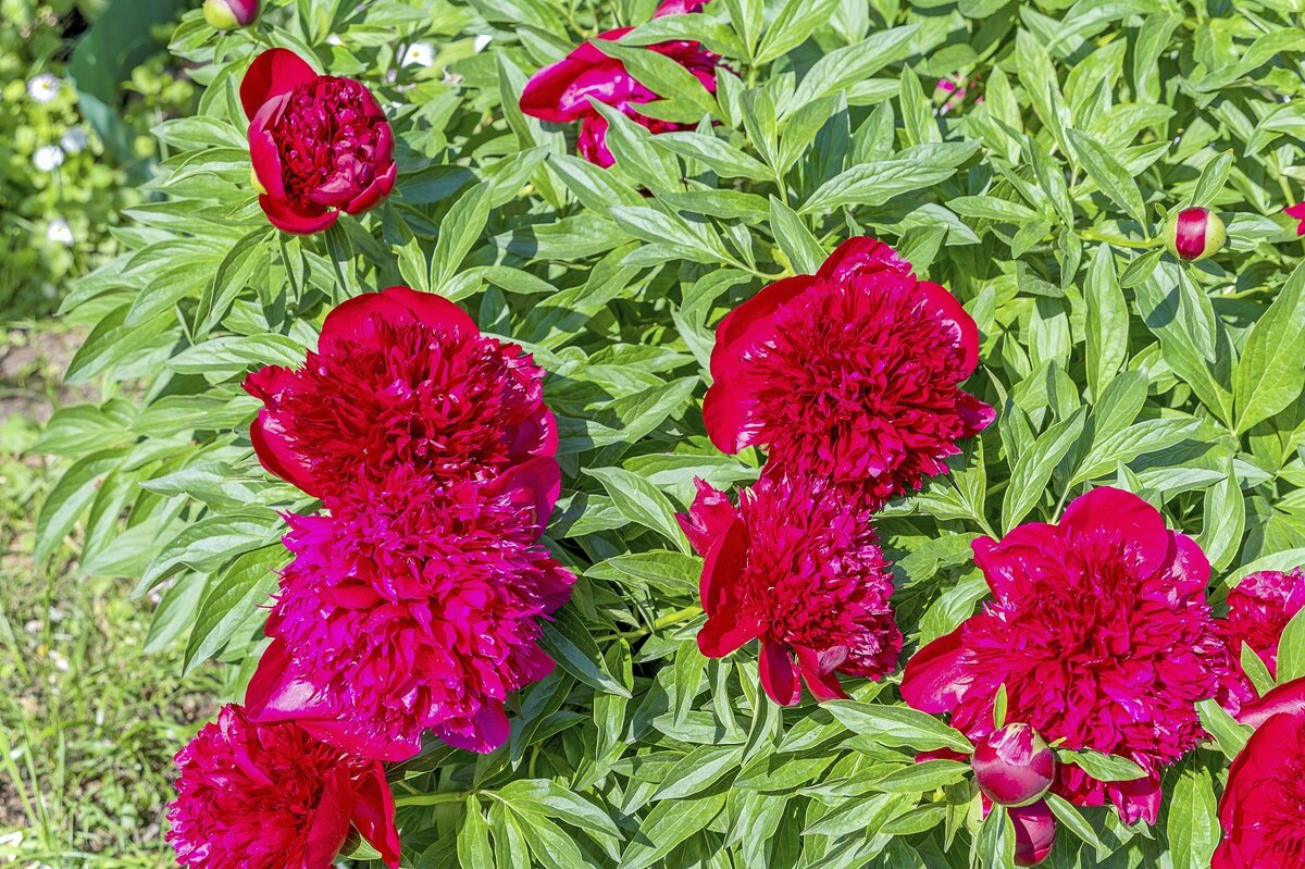 Вот и пионы распустились - Валерий Иванович