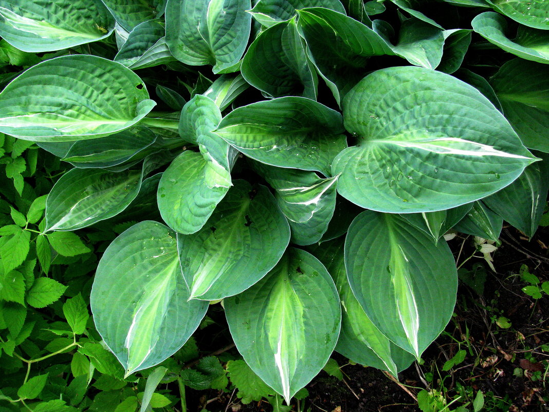 Хоста - Людмила Смородинская