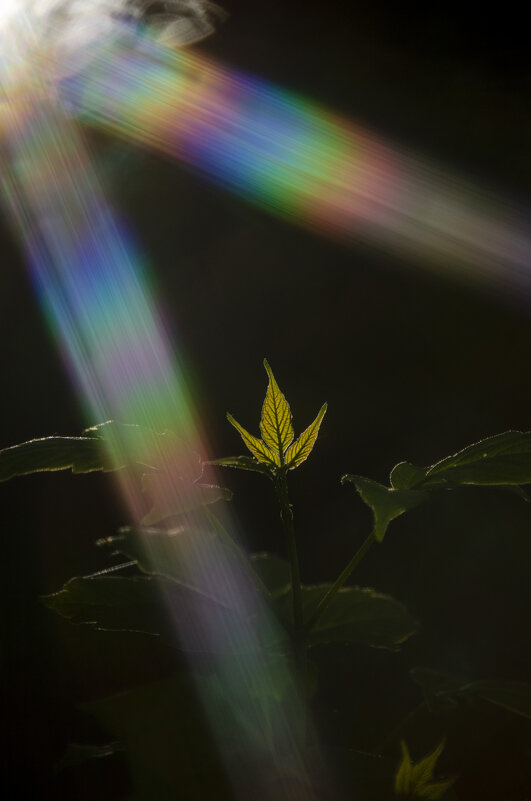 Листок - Lyubov Busova