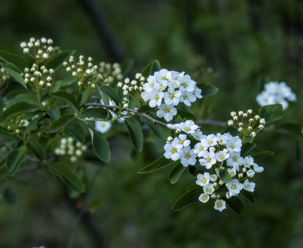 Спирея Вангутта - Валентин Семчишин Спирея Вангутта - Валентин Семчишин