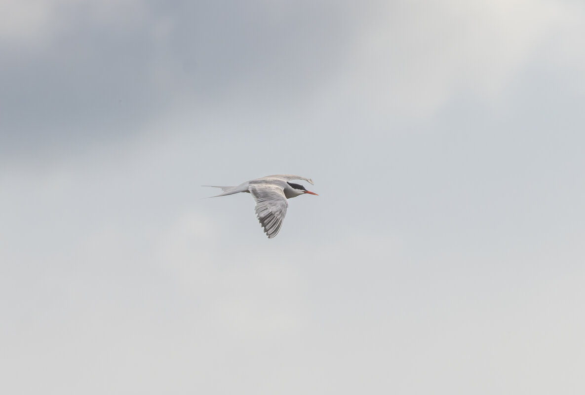 крачка - юрий макаров