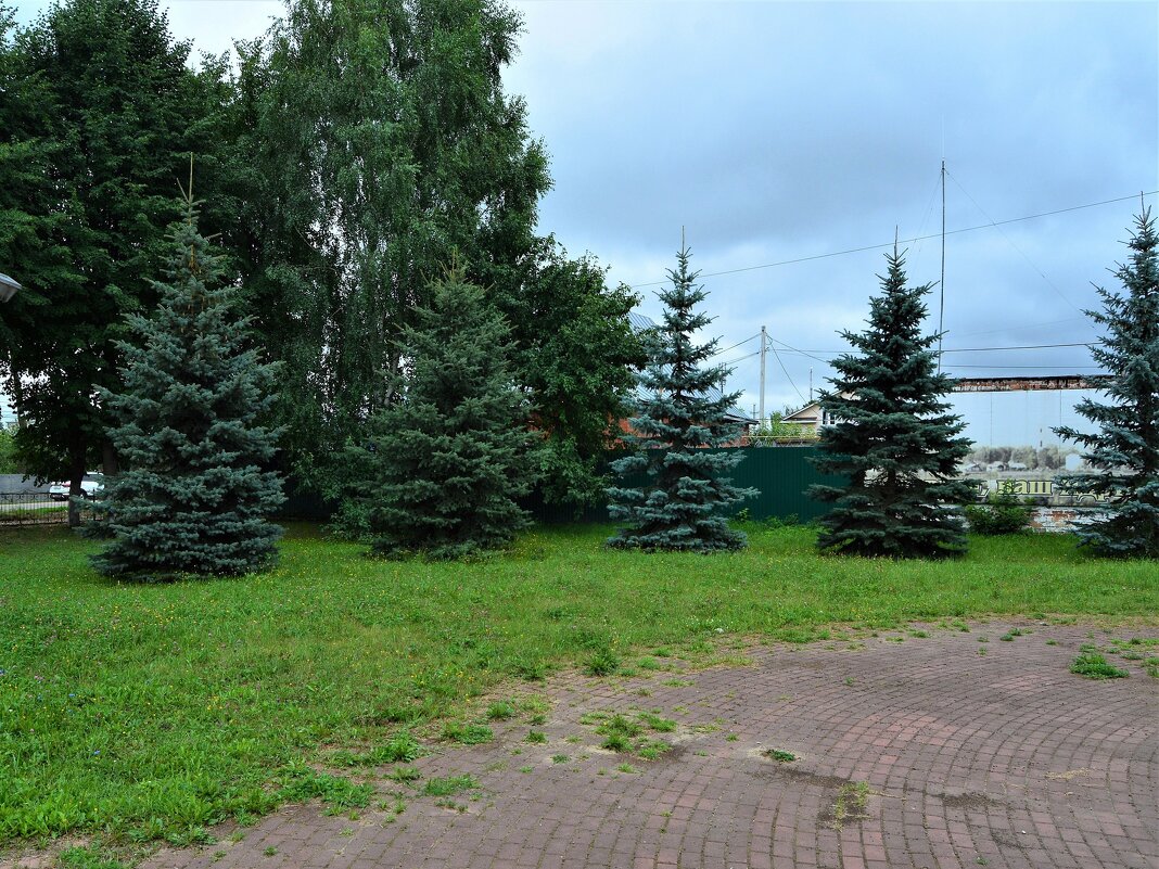 Ядрин. Ели Мемориально-исторического сквера. - Пётр Чернега