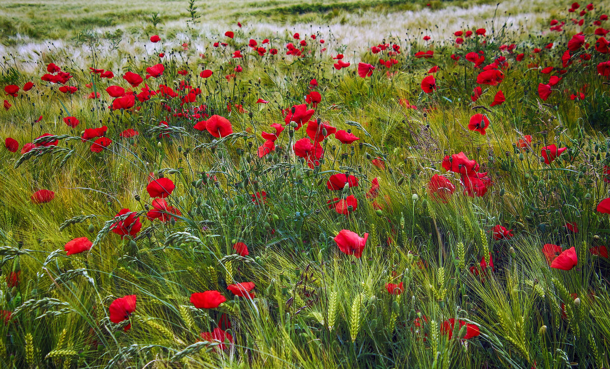 ***** - Андроник Александр ***** - Андроник Александр
