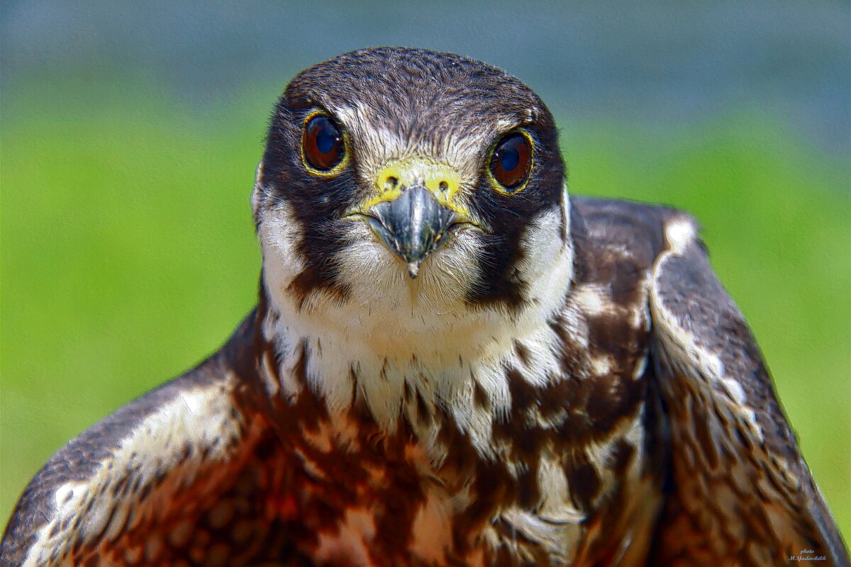 Эти глаза напротив - Марина Юдинских Эти глаза напротив - Марина Юдинских