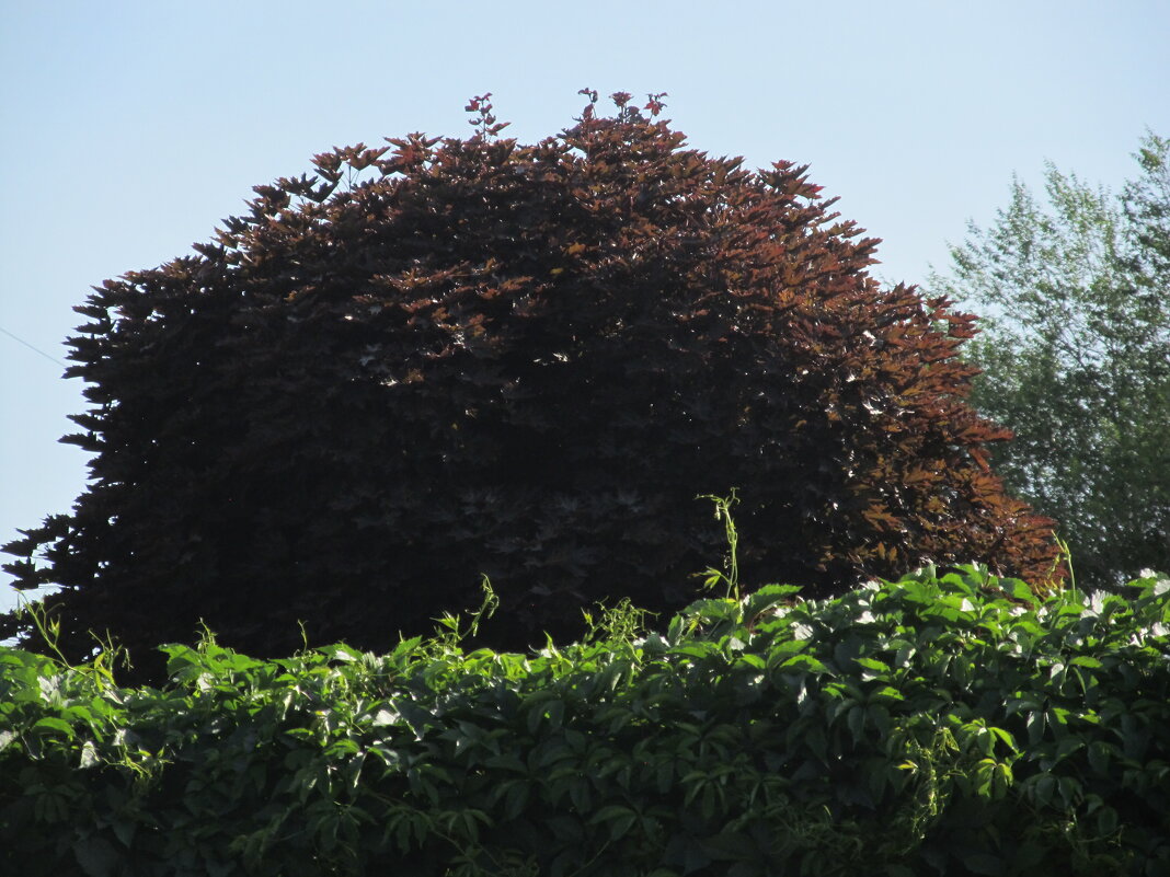 июнь - Елена Шаламова