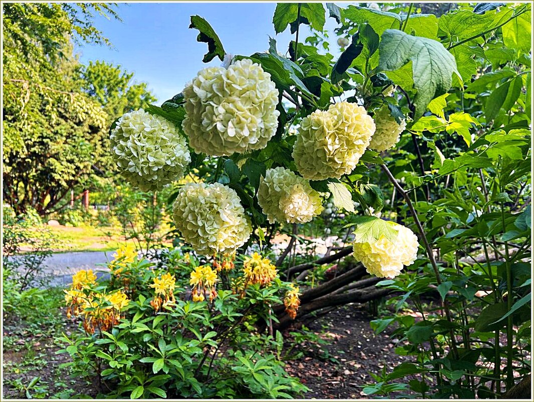 ***** - Валерия Комова ***** - Валерия Комова