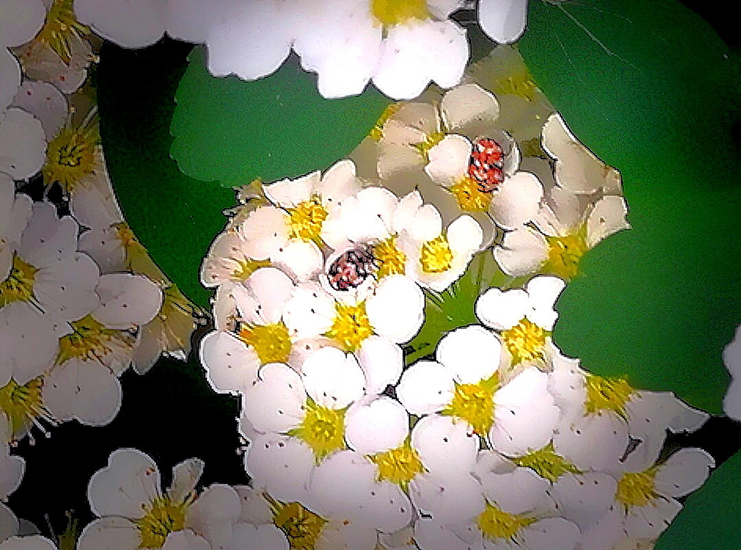 Божьи коровки на спиреи. - Ольга Довженко