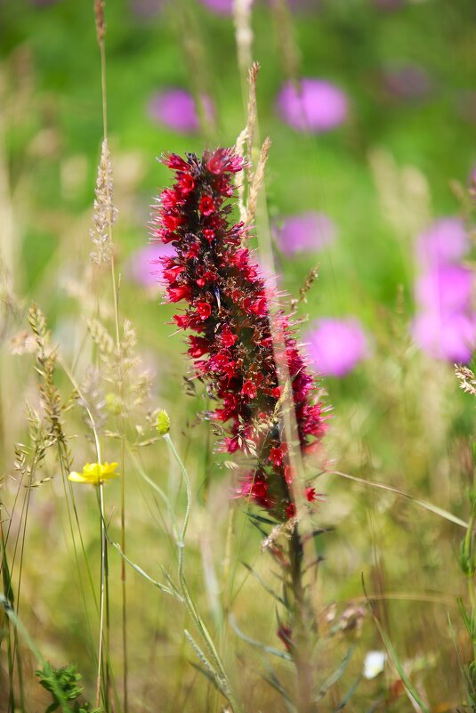 Дикоросы Ставропольской возвышенности - Evgeny Mameev Дикоросы Ставропольской возвышенности - Evgeny Mameev