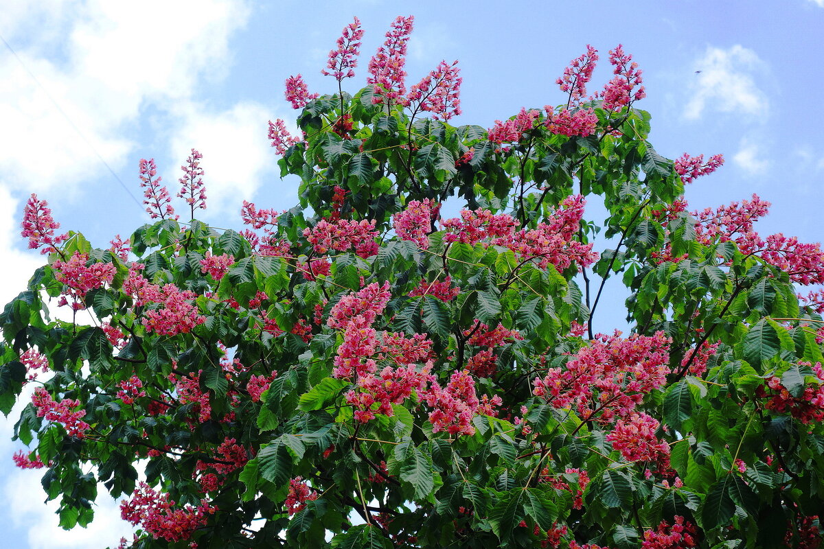 Цветет Каштан красный - Рита Симонова