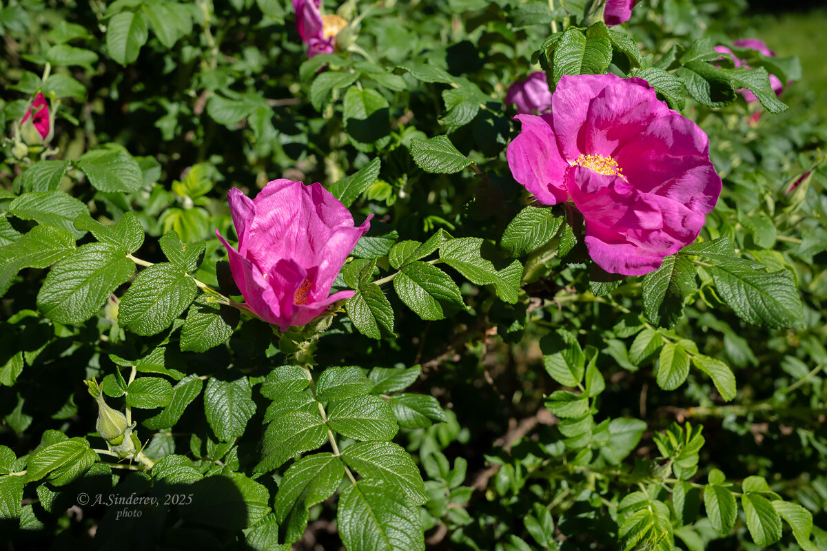Цветы шиповника - Александр Синдерёв
