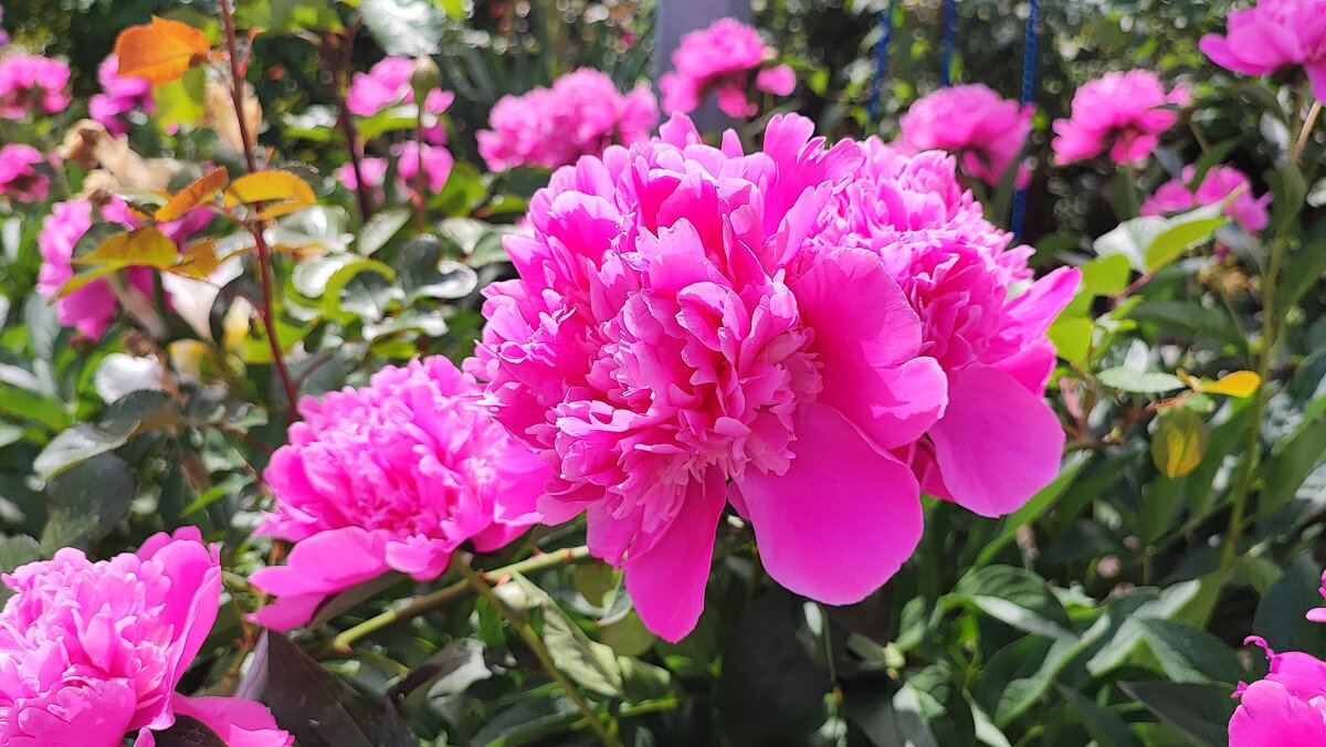 ,,, - Сергей Тимоновский ,,, - Сергей Тимоновский