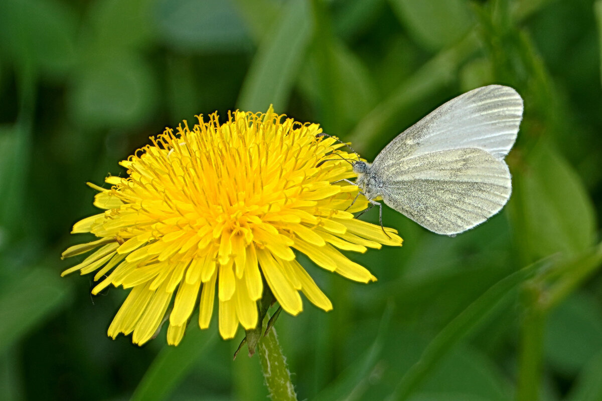 Белянка и одуванчик - Галина Кан Белянка и одуванчик - Галина Кан