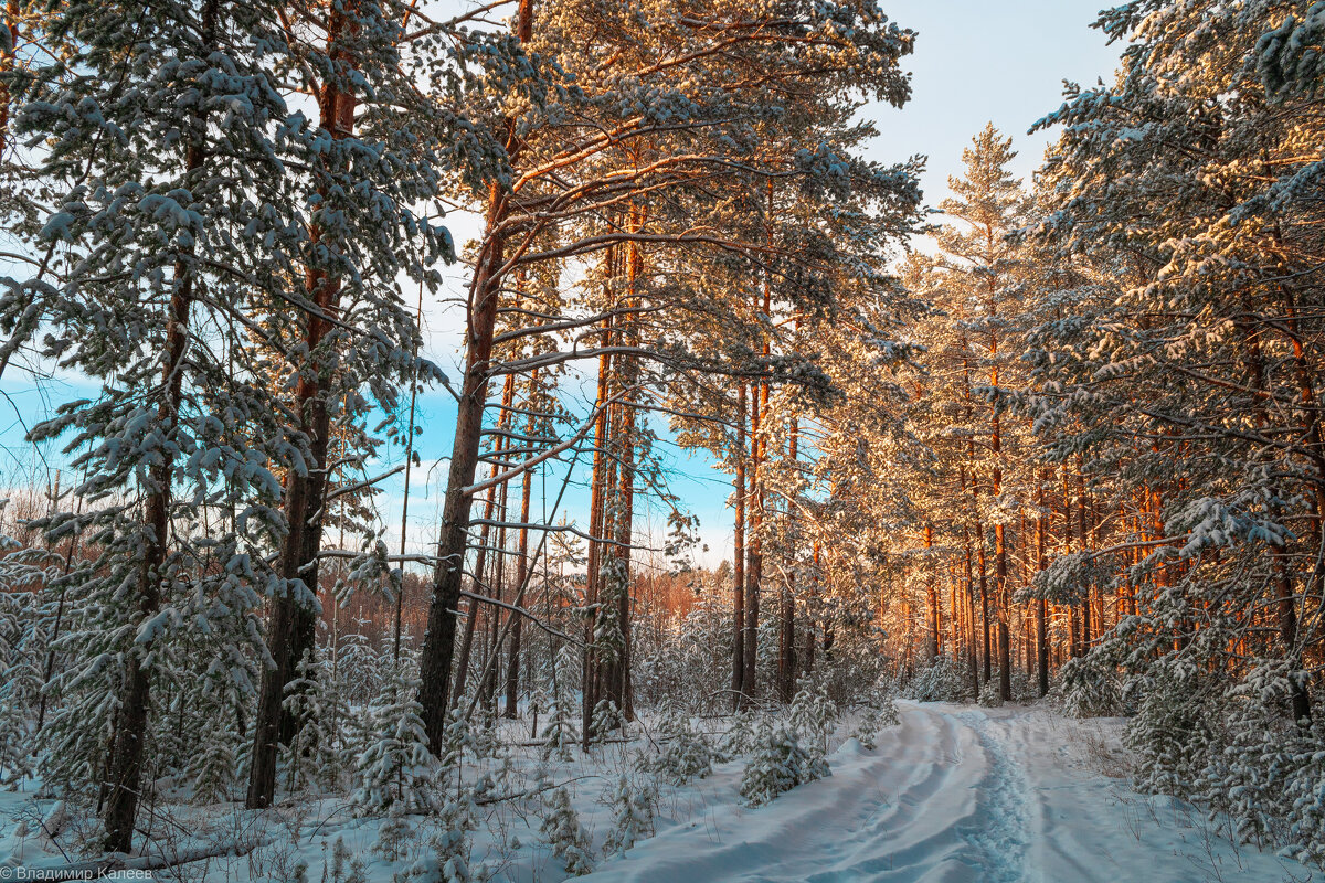 Зимний лес на закате - Владимир Калеев