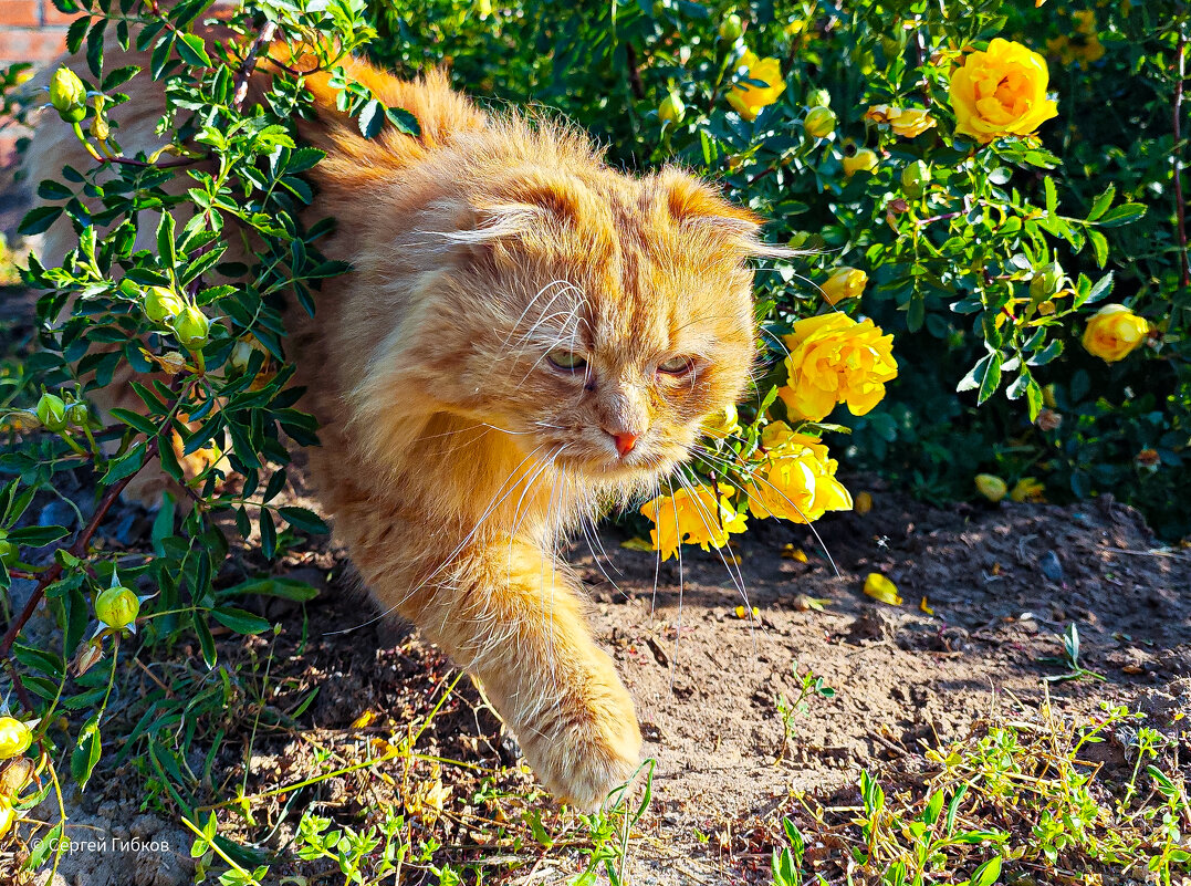 Кот Рыжик - Сергей Гибков