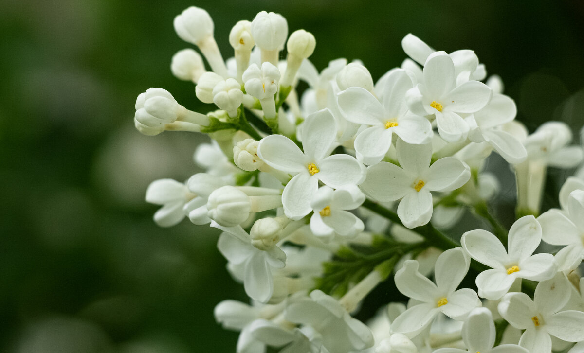 White Lilac | 9 - Sergey Sonvar White Lilac | 9 - Sergey Sonvar