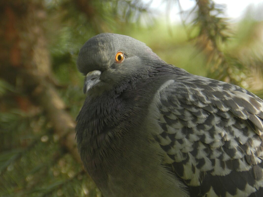 Сизый голубь Портрет - Александр Кольцов