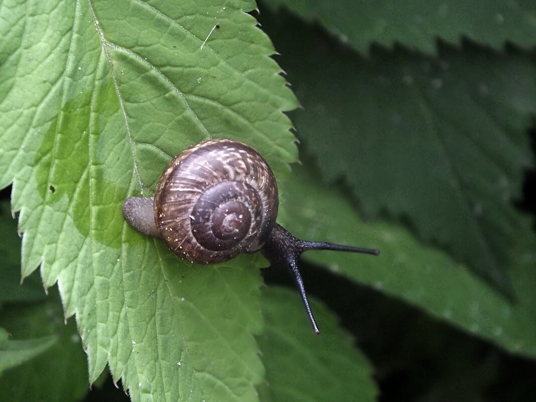 ** - Зоя Мишина