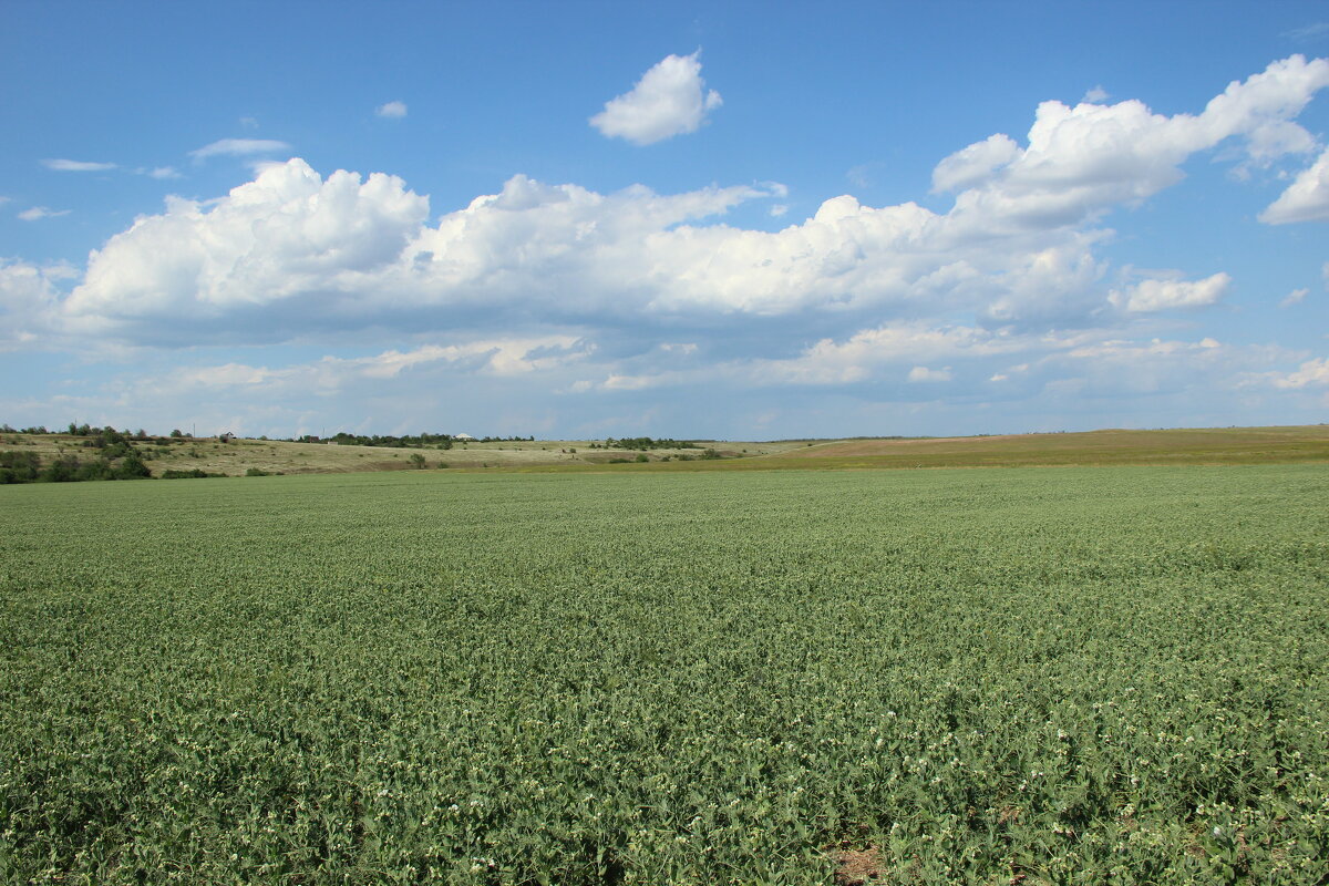 Местные виды. - Виктор 