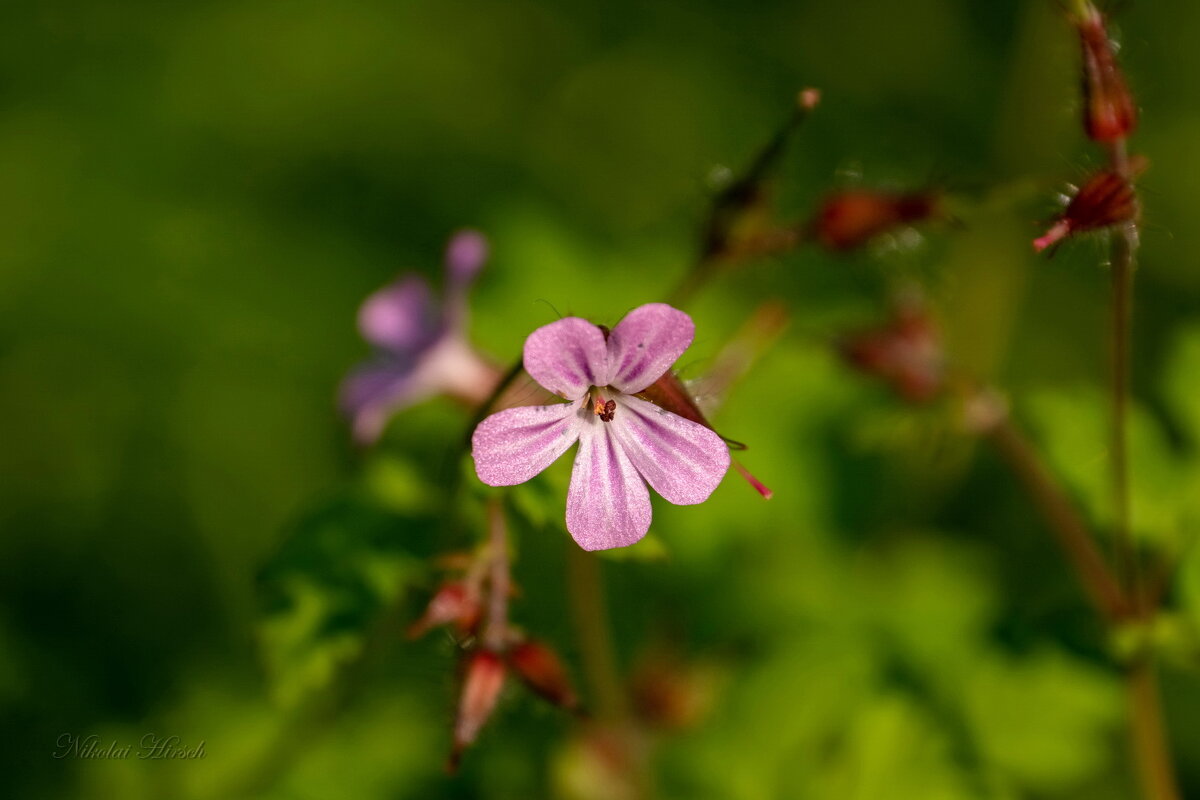 Герань Роберта... - Николай Гирш Герань Роберта... - Николай Гирш