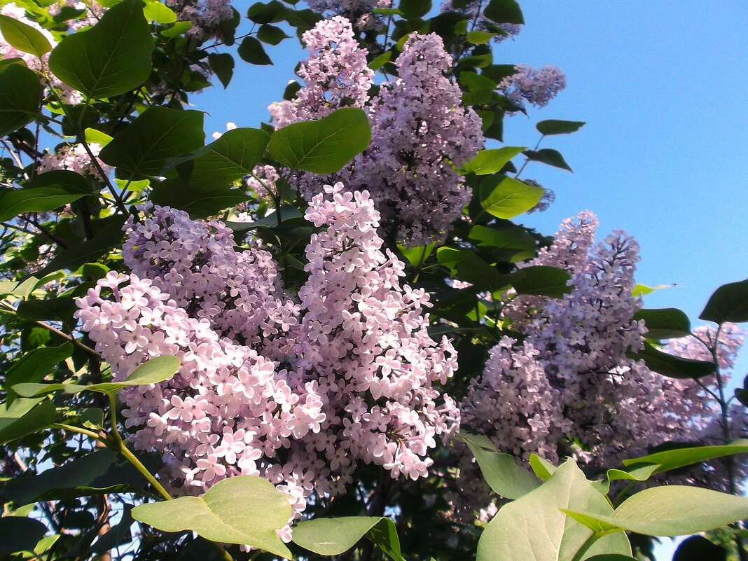 Сирень. - VasiLina *