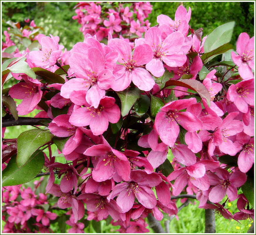 Цветы декративной яблони. - VasiLina *