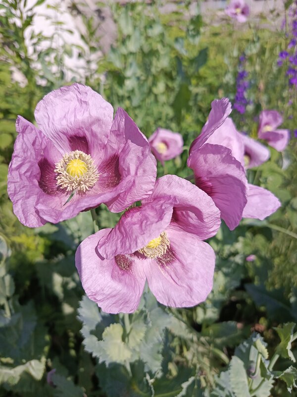 Наши маки - Татьяна Пальчикова Наши маки - Татьяна Пальчикова