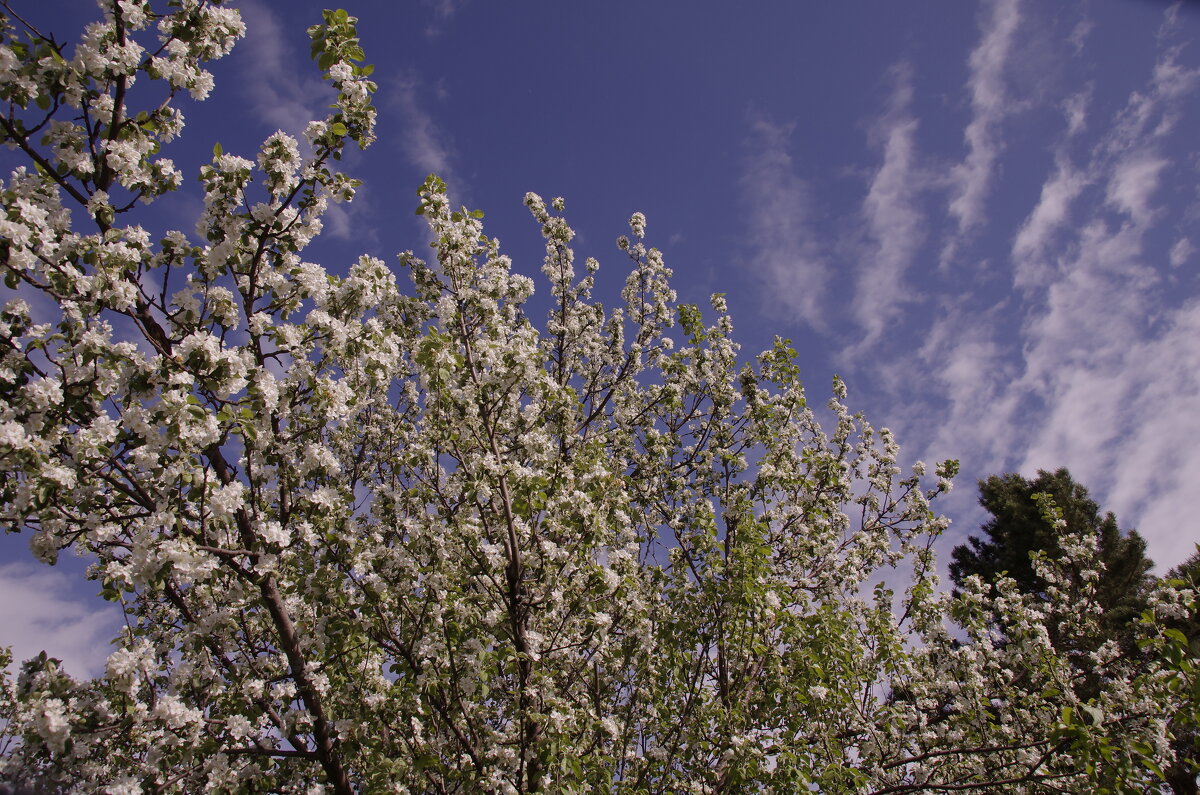 Яблони в цвету - Сергей Швечков Яблони в цвету - Сергей Швечков