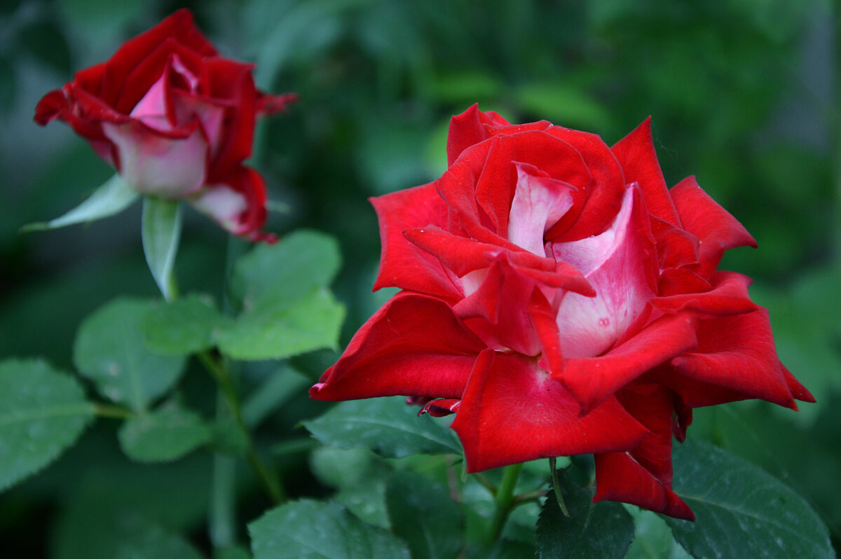 *** - Надежда Куркина 