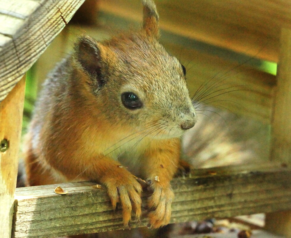 привет.я тут - седан 