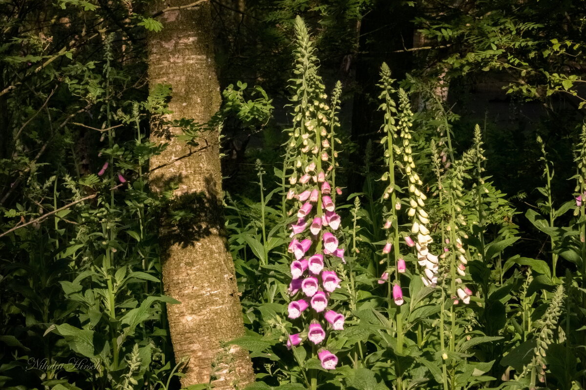 Про наперстянку... - Николай Гирш