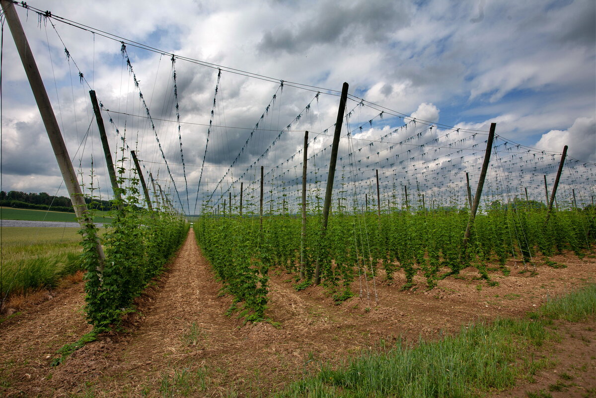 хмель для пива - vladimir 