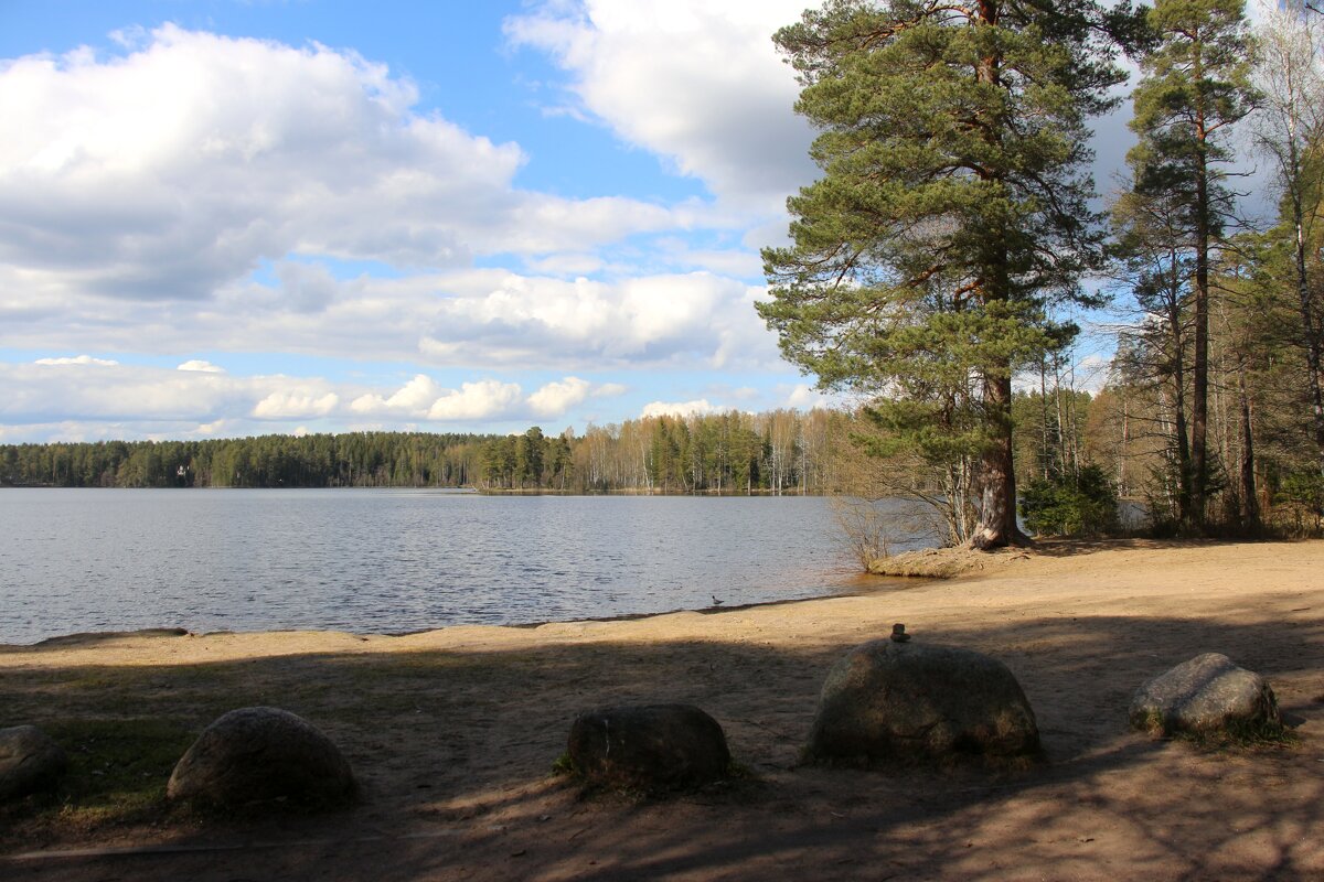 Комарово. Озеро Щучье - Наталья Герасимова Комарово. Озеро Щучье - Наталья Герасимова