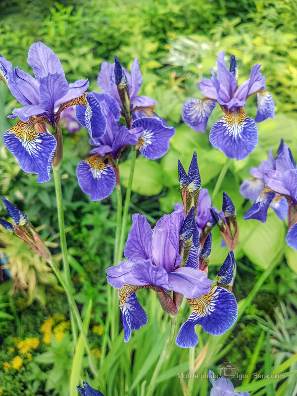 Ирисы - Игорь Сарапулов