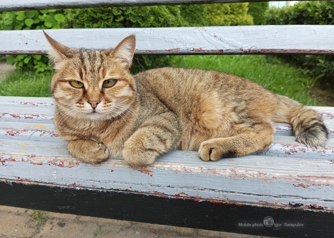 Котик - Игорь Сарапулов Котик - Игорь Сарапулов