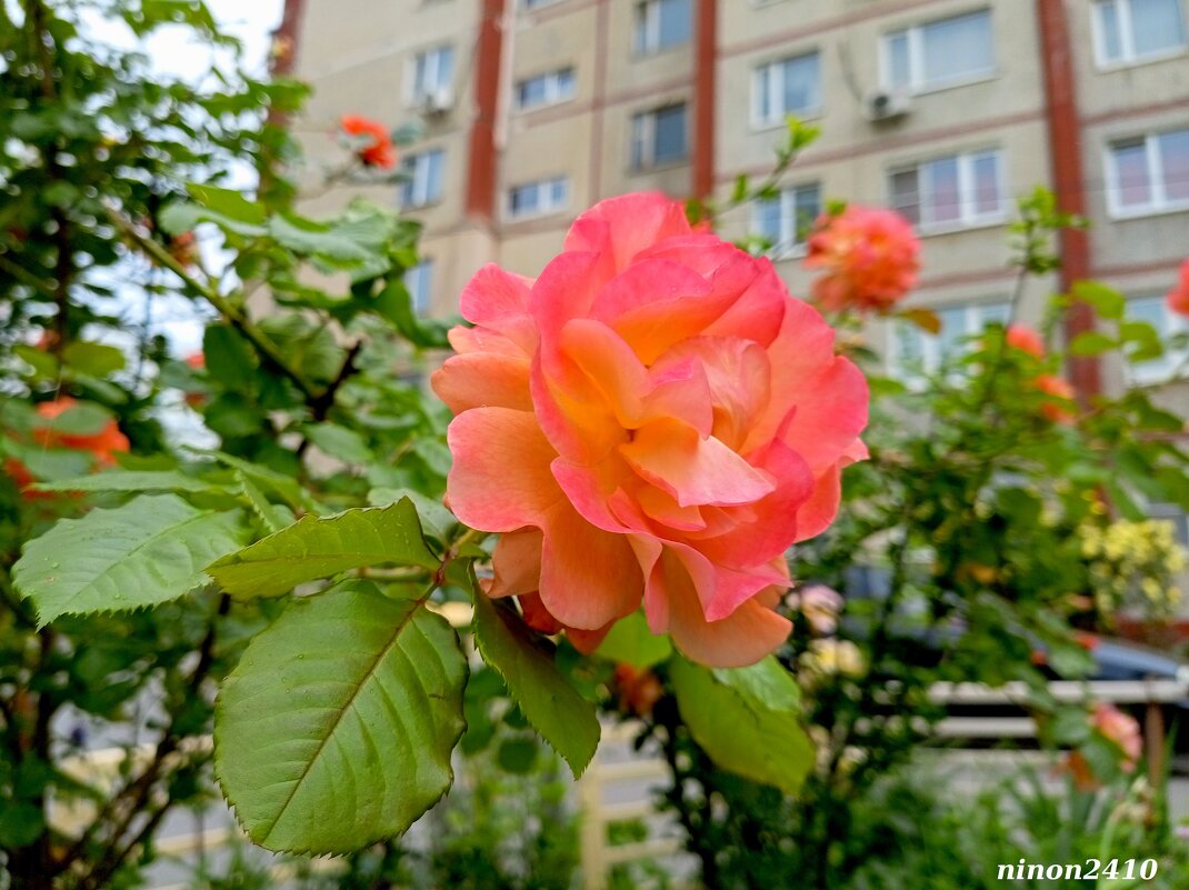 Очарование - Нина Бутко Очарование - Нина Бутко