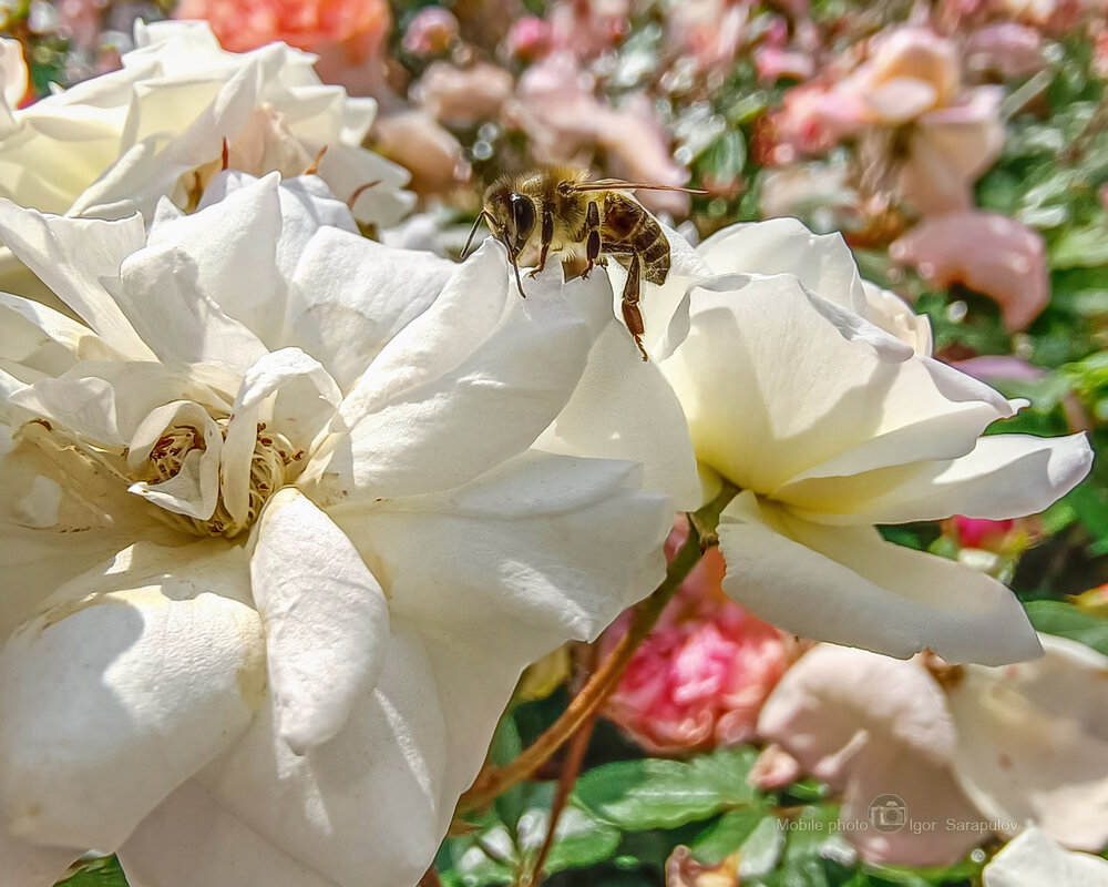 Пчела и розы - Игорь Сарапулов Пчела и розы - Игорь Сарапулов