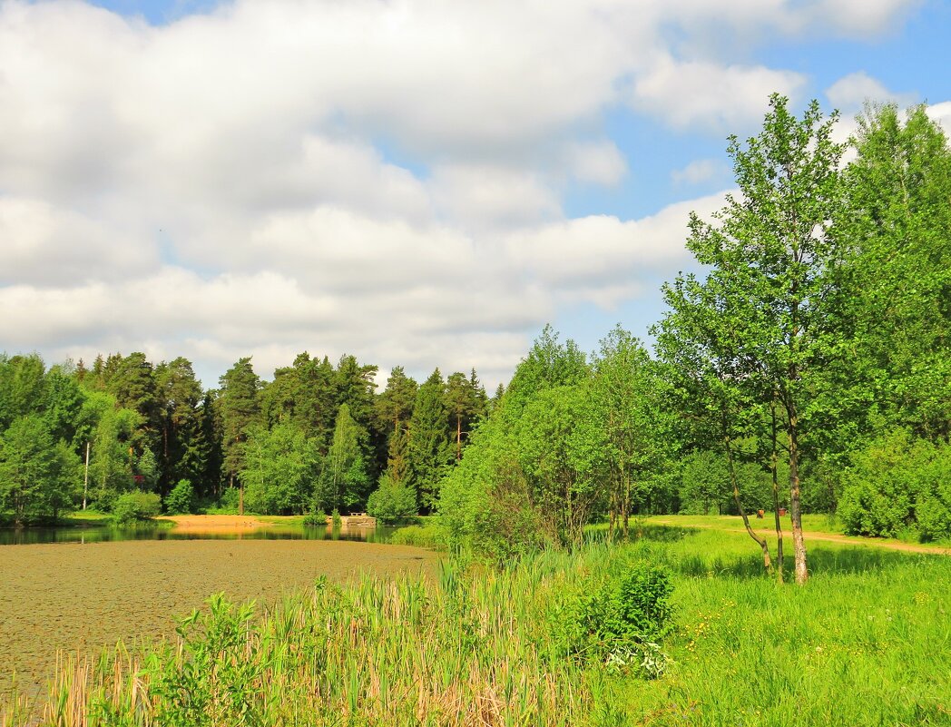 Летнее утро - Андрей Снегерёв Летнее утро - Андрей Снегерёв