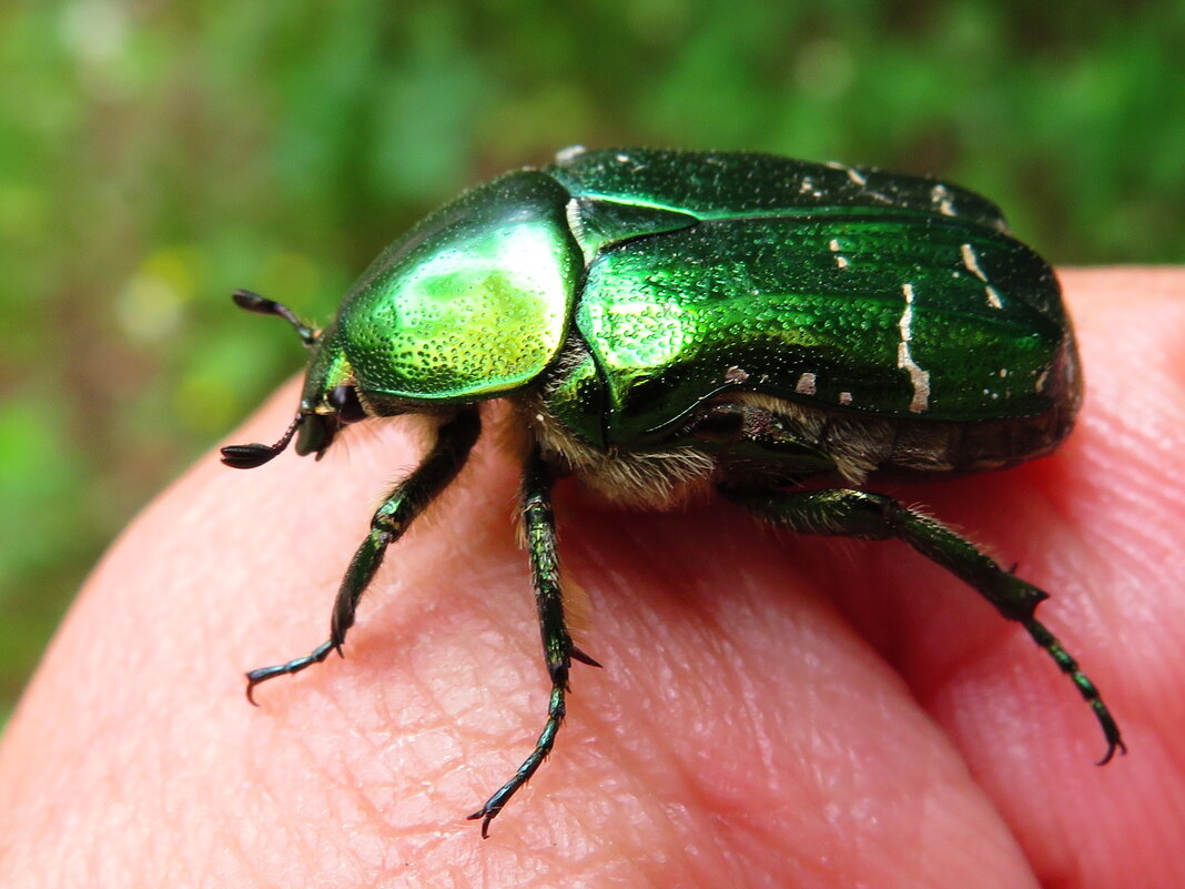 Бронзовка - Андрей Снегерёв
