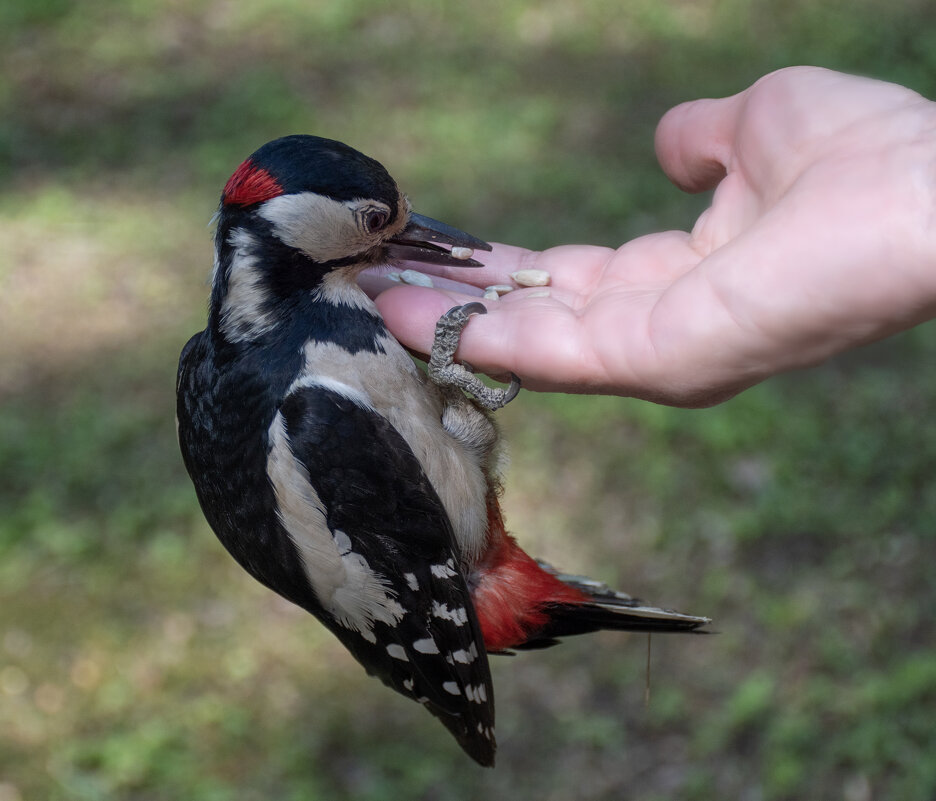 Дятлы тоже любят семечки - Борис Генкин Дятлы тоже любят семечки - Борис Генкин