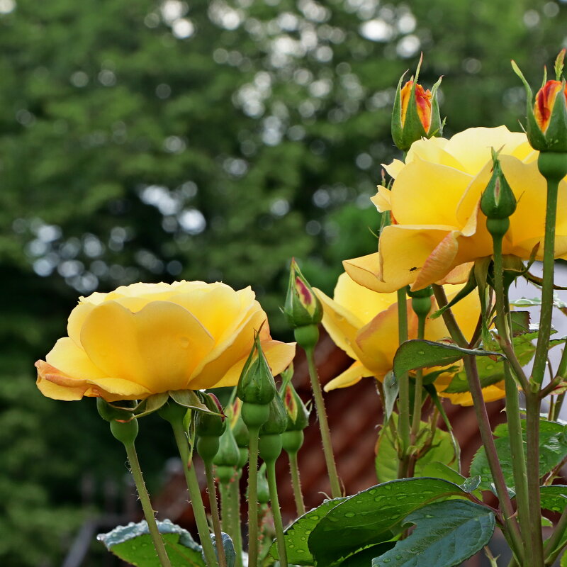 *** - Игорь Kуленко