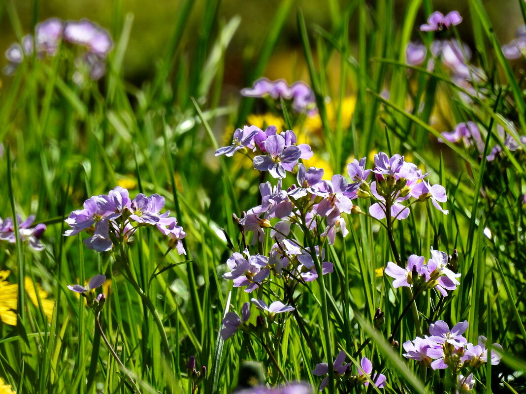 весна - ИННА ПОРОХОВА