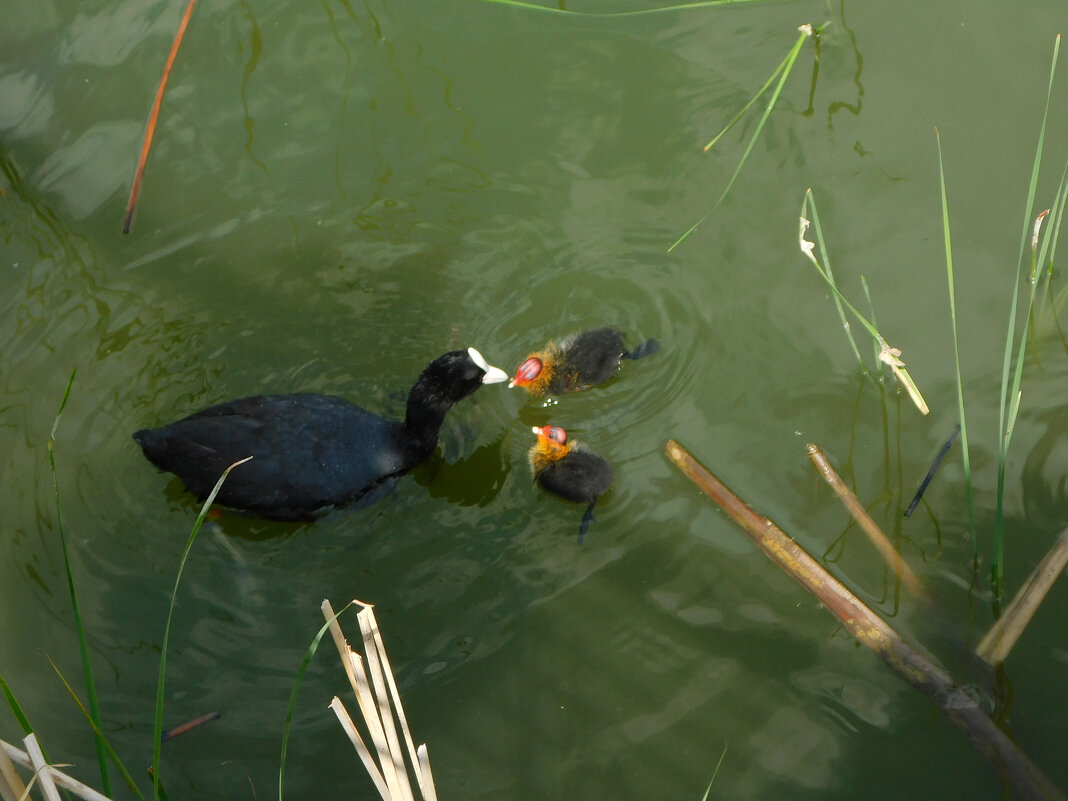Лысуха с птенцами - Наиля 