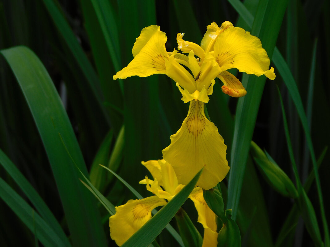 Ирис ложноаировый у озера Нижний Кабан - Наиля Ирис ложноаировый у озера Нижний Кабан - Наиля