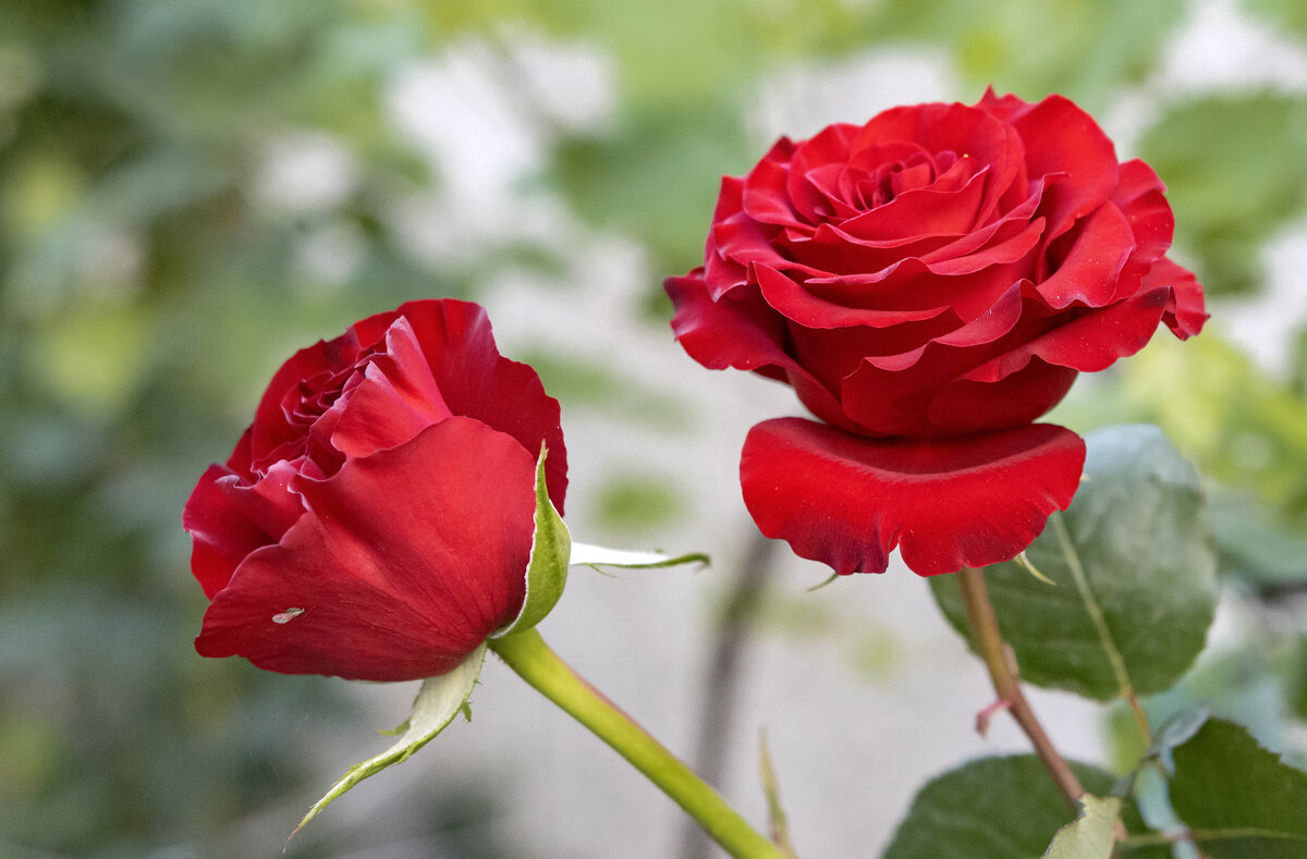 Их речь слышна в июньской тишине... - Валерий Басыров