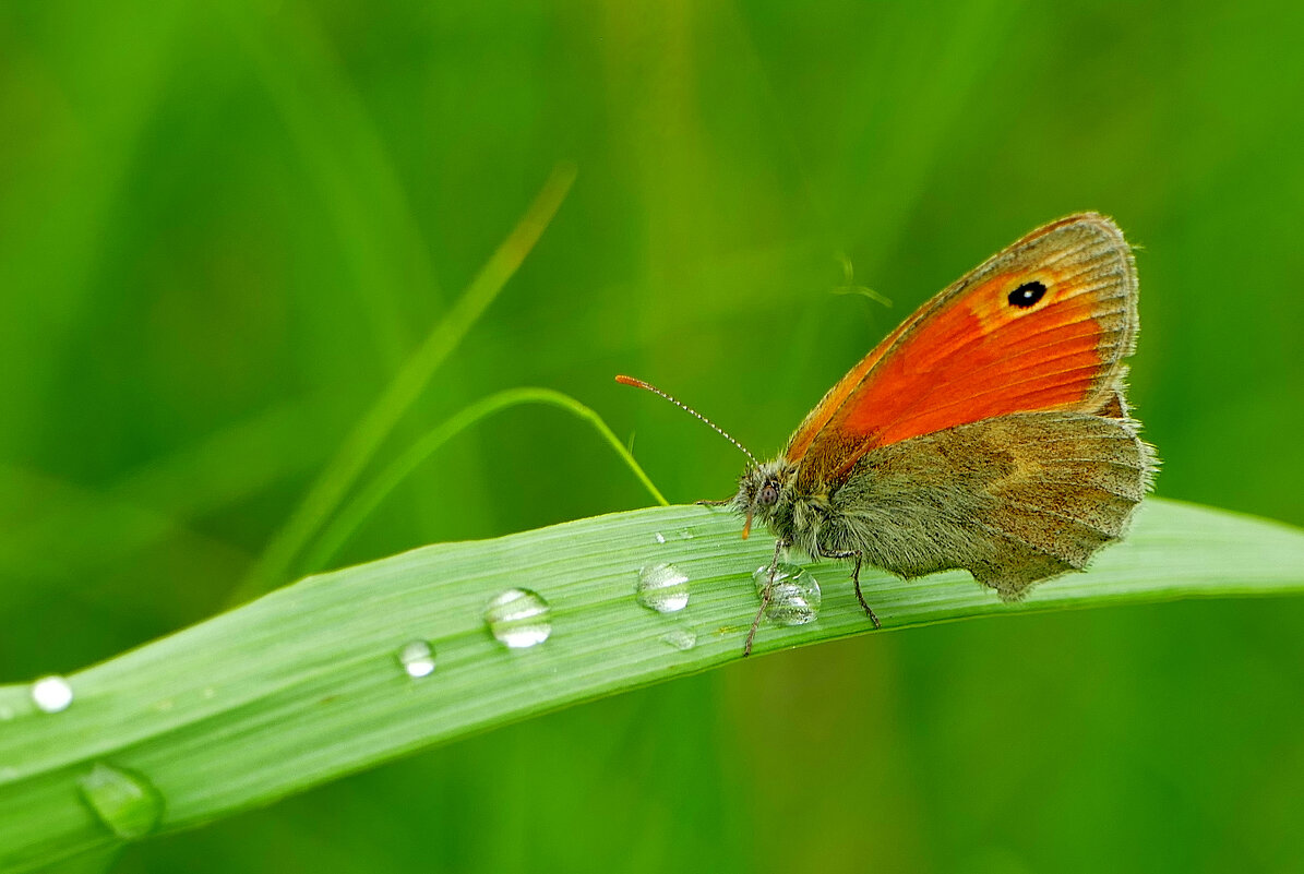 Бабочки, снятые сегодня  1 - Александр Прокудин